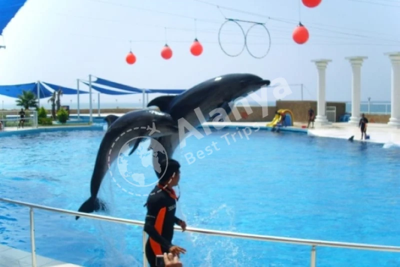 Konaklı-Delfin Show - 0