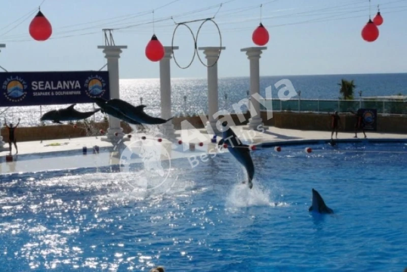 Mahmutlar-Delfin Show - 6